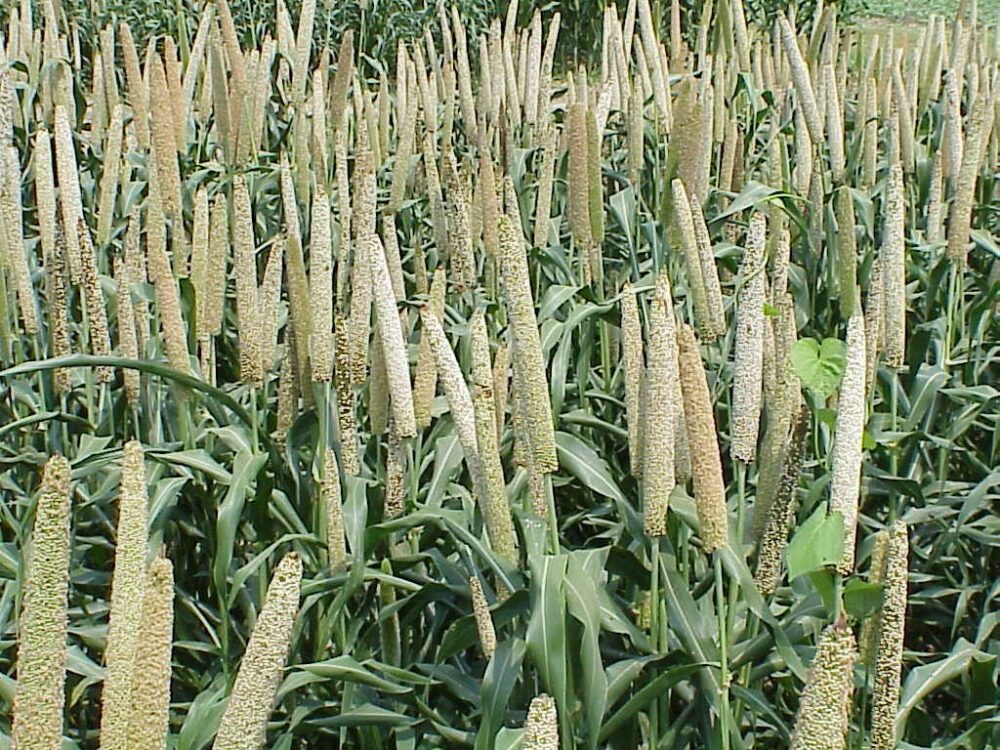 Grain millet early grain