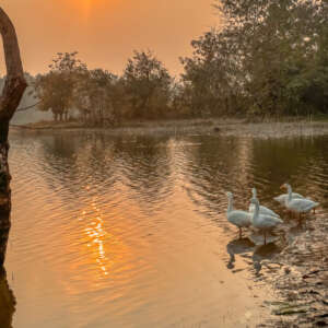 Discovering the Hidden Gems of Pench National Park 7