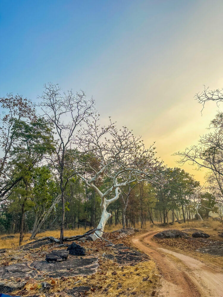Discovering the Hidden Gems of Pench National Park 3