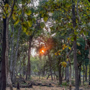 How to book Pench National Park Safari 14