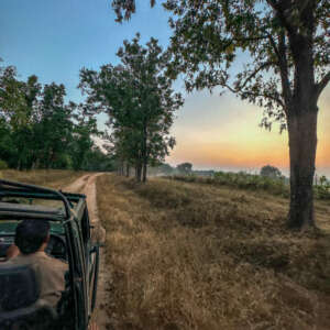 Discovering the Hidden Gems of Pench National Park 8