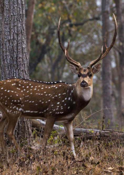 Discover the Wildlife of Pench National Park 7