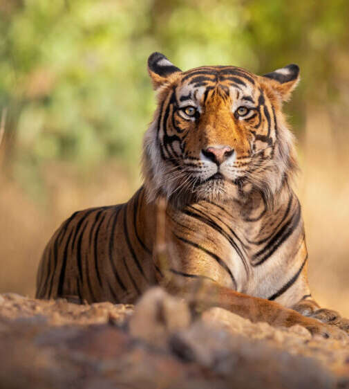 Discover the Wildlife of Pench National Park 2